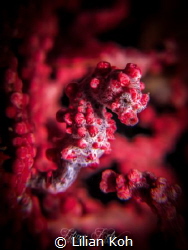 S C A R L E T
Pygmy seahorse
(Hippocampus bargibanti) by Lilian Koh 
